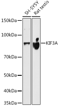 Western blot analysis of various lysates using KIF3A Rabbit mAb at 1:500 dilution.|Secondary antibody: HRP-conjugated Goat anti-Rabbit IgG (H+L) at 1:10000 dilution.|Lysates/proteins: 25μg per lane.|Blocking buffer: 3% nonfat dry milk in TBST.|Detection: ECL Basic Kit.|Exposure time: 10s.