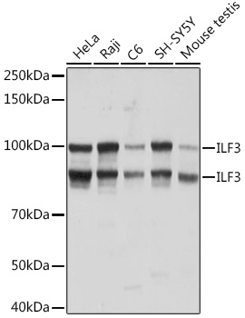 Western blot analysis of various lysates using ILF3 Rabbit mAb at 1:3000 dilution.|Secondary antibody: HRP-conjugated Goat anti-Rabbit IgG (H+L) at 1:10000 dilution.|Lysates/proteins: 25μg per lane.|Blocking buffer: 3% nonfat dry milk in TBST.|Detection: ECL Basic Kit.|Exposure time: 1s.
