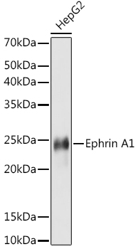 Western blot analysis of lysates from HepG2 cells, using Ephrin A1 Rabbit mAb at 1:1000 dilution.|Secondary antibody: HRP-conjugated Goat anti-Rabbit IgG (H+L) at 1:10000 dilution.|Lysates/proteins: 25μg per lane.|Blocking buffer: 3% nonfat dry milk in TBST.|Detection: ECL Basic Kit.|Exposure time: 10s.