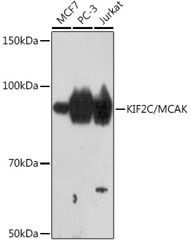 Western blot analysis of various lysates using KIF2C/KIF2C/MCAK Rabbit mAb at 1:1000 dilution.|Secondary antibody: HRP-conjugated Goat anti-Rabbit IgG (H+L) at 1:10000 dilution.|Lysates/proteins: 25μg per lane.|Blocking buffer: 3% nonfat dry milk in TBST.|Detection: ECL Basic Kit.|Exposure time: 3min.
