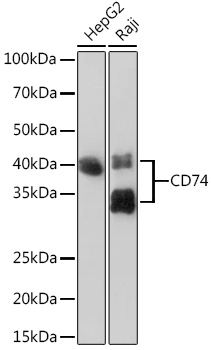 Western blot analysis of various lysates using CD74 Rabbit mAb at 1:1000 dilution.|Secondary antibody: HRP-conjugated Goat anti-Rabbit IgG (H+L) at 1:10000 dilution.|Lysates/proteins: 25μg per lane.|Blocking buffer: 3% nonfat dry milk in TBST.|Detection: ECL Basic Kit.|Exposure time: 90s.