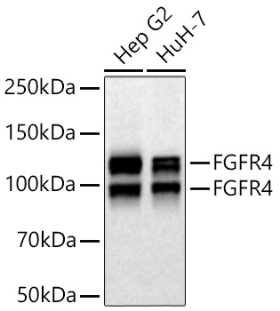 Western blot analysis of various lysates using FGFR4 Rabbit mAb at 1:1000 dilution incubated at room temperature for 1.5 hours.|Secondary antibody: HRP-conjugated Goat anti-Rabbit IgG (H+L) at 1:10000 dilution.|Lysates/proteins: 25 μg per lane.|Blocking buffer: 3% nonfat dry milk in TBST.|Detection: ECL Basic Kit.|Exposure time: 60 s.