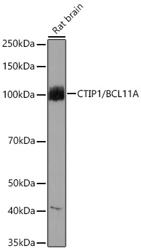 Western blot analysis of lysates from Rat brain using [KO Validated] CTIP1/BCL11A Rabbit mAb at 1:1000 dilution incubated overnight at 4℃.|Secondary antibody: HRP-conjugated Goat anti-Rabbit IgG (H+L) at 1:10000 dilution.|Lysates/proteins: 25 μg per lane.|Blocking buffer: 3% nonfat dry milk in TBST.|Detection: ECL Basic Kit.|Exposure time: 60s.
