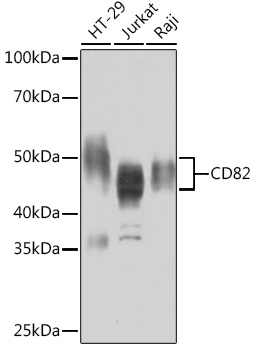Western blot analysis of various lysates, using CD82 Rabbit mAb at 1:1000 dilution.|Secondary antibody: HRP-conjugated Goat anti-Rabbit IgG (H+L) at 1:10000 dilution.|Lysates/proteins: 25μg per lane.|Blocking buffer: 3% nonfat dry milk in TBST.|Detection: ECL Basic Kit.|Exposure time: 10s.