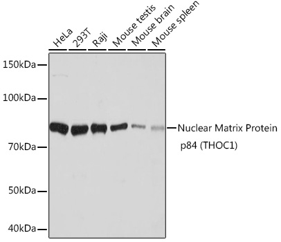 Western blot analysis of various lysates using Nuclear Matrix Protein p84 (THOC1) (THOC1) Rabbit mAb at 1:1000 dilution.|Secondary antibody: HRP-conjugated Goat anti-Rabbit IgG (H+L) at 1:10000 dilution.|Lysates/proteins: 25μg per lane.|Blocking buffer: 3% nonfat dry milk in TBST.|Detection: ECL Basic Kit.|Exposure time: 1s.
