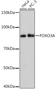 Western blot analysis of various lysates using FOXO3A Rabbit mAb at 1:1000 dilution.|Secondary antibody: HRP-conjugated Goat anti-Rabbit IgG (H+L) at 1:10000 dilution.|Lysates/proteins: 25μg per lane.|Blocking buffer: 3% nonfat dry milk in TBST.|Detection: ECL Basic Kit.|Exposure time: 3min.