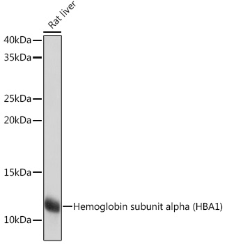 Western blot analysis of lysates from Rat liver using Hemoglobin subunit alpha (HBA1) Rabbit mAb at 1:1000 dilution incubated overnight at 4℃.|Secondary antibody: HRP-conjugated Goat anti-Rabbit IgG (H+L) at 1:10000 dilution.|Lysates/proteins: 25 μg per lane.|Blocking buffer: 3% nonfat dry milk in TBST.|Detection: ECL Basic Kit.|Exposure time: 1s.