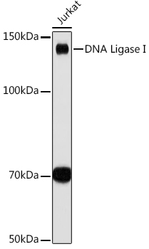 Western blot analysis of lysates from Jurkat cells, using DNA Ligase I Rabbit mAb at 1:1000 dilution.|Secondary antibody: HRP-conjugated Goat anti-Rabbit IgG (H+L) at 1:10000 dilution.|Lysates/proteins: 25μg per lane.|Blocking buffer: 3% nonfat dry milk in TBST.|Detection: ECL Basic Kit.|Exposure time: 30s.