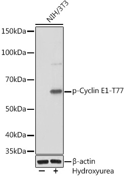 Western blot analysis of lysates from NIH/3T3 cells, using Phospho-Cyclin E1-T77 Rabbit mAb at 1:1000 dilution. NIH/3T3 cells were treated with Hydroxyurea (4 Mm) at 37℃ for 20 hours.|Secondary antibody: HRP-conjugated Goat anti-Rabbit IgG (H+L) at 1:10000 dilution.|Lysates/proteins: 25μg per lane.|Blocking buffer: 3% BSA.|Detection: ECL Basic Kit.|Exposure time: 3min.