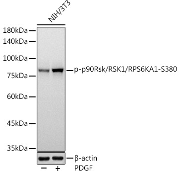 Western blot analysis of lysates from NIH/3T3 cells, using Phospho-p90Rsk/RSK1/RPS6KA1-S380 Rabbit mAb at 1:1000 dilution. NIH/3T3 cells were treated with PDGF (100 ng/ml) at 37℃ for 30 minutes after serum-starvation overnight.|Secondary antibody: HRP-conjugated Goat anti-Rabbit IgG (H+L) at 1:10000 dilution.|Lysates/proteins: 25μg per lane.|Blocking buffer: 3% nonfat dry milk in TBST.|Detection: ECL Basic Kit.|Exposure time: 3s.