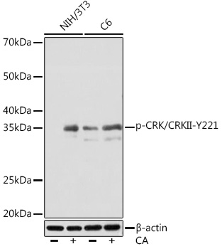 Western blot analysis of various lysates using Phospho-CRK/CRKII-Y221 Rabbit mAb at 1:1000 dilution. Both NIH/3T3 cells and C6 cells were treated with Calyculin A (100 nM) at 37℃ for 30 minutes after serum-starvation overnight.|Secondary antibody: HRP-conjugated Goat anti-Rabbit IgG (H+L) at 1:10000 dilution.|Lysates/proteins: 25μg per lane.|Blocking buffer: 3% BSA.|Detection: ECL Basic Kit.|Exposure time: 10s.