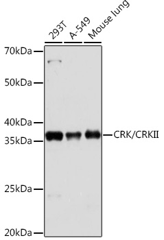 Western blot analysis of various lysates using CRK/CRK/CRKII Rabbit mAb at 1:1000 dilution.|Secondary antibody: HRP-conjugated Goat anti-Rabbit IgG (H+L) at 1:10000 dilution.|Lysates/proteins: 25μg per lane.|Blocking buffer: 3% nonfat dry milk in TBST.|Detection: ECL Basic Kit.|Exposure time: 30s.