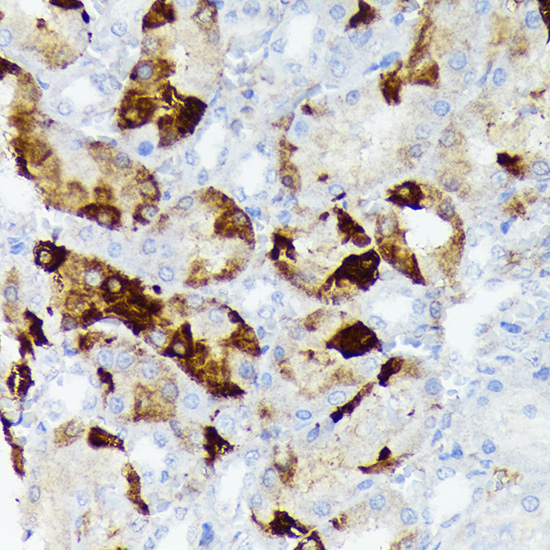 Immunohistochemistry analysis of paraffin-embedded Rat kidney using CRYAB Rabbit mAb at dilution of 1:100 (40x lens). Microwave antigen retrieval performed with 0.01M Tris/EDTA Buffer (pH 9.0) prior to IHC staining.