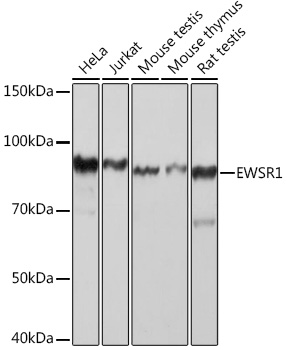 Western blot analysis of various lysates using EWSR1 Rabbit mAb at 1:1000 dilution.|Secondary antibody: HRP-conjugated Goat anti-Rabbit IgG (H+L) at 1:10000 dilution.|Lysates/proteins: 25μg per lane.|Blocking buffer: 3% nonfat dry milk in TBST.|Detection: ECL Basic Kit.|Exposure time: 5s.