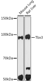 Western blot analysis of various lysates using Tbx3 Rabbit mAb at 1:500 dilution.|Secondary antibody: HRP-conjugated Goat anti-Rabbit IgG (H+L) at 1:10000 dilution.|Lysates/proteins: 25μg per lane.|Blocking buffer: 3% nonfat dry milk in TBST.|Detection: ECL Enhanced Kit.|Exposure time: 180s.