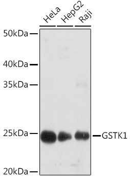 Western blot analysis of various lysates using GSTK1 Rabbit mAb at 1:1000 dilution.|Secondary antibody: HRP-conjugated Goat anti-Rabbit IgG (H+L) at 1:10000 dilution.|Lysates/proteins: 25μg per lane.|Blocking buffer: 3% nonfat dry milk in TBST.|Detection: ECL Basic Kit.|Exposure time: 90s.