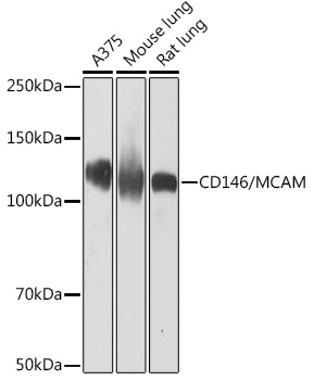 Western blot analysis of various lysates using CD146/MCAM Rabbit mAb at 1:1000 dilution.|Secondary antibody: HRP-conjugated Goat anti-Rabbit IgG (H+L) at 1:10000 dilution.|Lysates/proteins: 25μg per lane.|Blocking buffer: 3% nonfat dry milk in TBST.|Detection: ECL Basic Kit.|Exposure time: 3min.