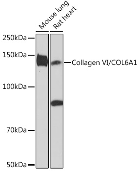 Western blot analysis of various lysates using Collagen VI/COL6A1 Rabbit mAb at 1:1000 dilution.|Secondary antibody: HRP-conjugated Goat anti-Rabbit IgG (H+L) at 1:10000 dilution.|Lysates/proteins: 25μg per lane.|Blocking buffer: 3% nonfat dry milk in TBST.|Detection: ECL Enhanced Kit.|Exposure time: 3min.