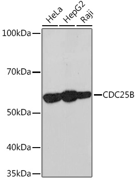 Western blot analysis of various lysates using CDC25B Rabbit mAb at 1:1000 dilution.|Secondary antibody: HRP-conjugated Goat anti-Rabbit IgG (H+L) at 1:10000 dilution.|Lysates/proteins: 25μg per lane.|Blocking buffer: 3% nonfat dry milk in TBST.|Detection: ECL Basic Kit.|Exposure time: 10s.