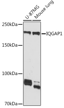Western blot analysis of various lysates using IQGAP1 Rabbit mAb at 1:1000 dilution.|Secondary antibody: HRP-conjugated Goat anti-Rabbit IgG (H+L) at 1:10000 dilution.|Lysates/proteins: 25μg per lane.|Blocking buffer: 3% nonfat dry milk in TBST.|Detection: ECL Basic Kit.|Exposure time: 30s.