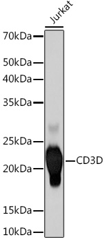 Western blot analysis of lysates from Jurkat cells, using CD3D Rabbit mAb at 1:500 dilution.|Secondary antibody: HRP-conjugated Goat anti-Rabbit IgG (H+L) at 1:10000 dilution.|Lysates/proteins: 25μg per lane.|Blocking buffer: 3% nonfat dry milk in TBST.|Detection: ECL Basic Kit.|Exposure time: 60s.