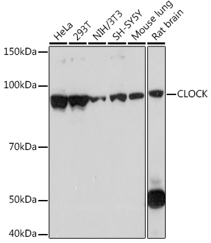 Western blot analysis of various lysates using CLOCK Rabbit mAb at 1:1000 dilution.|Secondary antibody: HRP-conjugated Goat anti-Rabbit IgG (H+L) at 1:10000 dilution.|Lysates/proteins: 25μg per lane.|Blocking buffer: 3% nonfat dry milk in TBST.|Detection: ECL Basic Kit.|Exposure time: 3s.