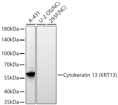 Western blot analysis of various lysates using Cytokeratin 13 (KRT13) Rabbit mAb at 1:10000 dilution incubated overnight at 4℃.|Secondary antibody: HRP-conjugated Goat anti-Rabbit IgG (H+L) at 1:10000 dilution.|Lysates/proteins: 25 μg per lane.|Blocking buffer: 3% nonfat dry milk in TBST.|Detection: ECL Basic Kit.|Negative control (NC): U-2 OS, 293F.|Exposure time: 20 s.