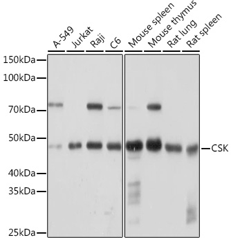 Western blot analysis of various lysates using CSK Rabbit mAb at 1:1000 dilution.|Secondary antibody: HRP-conjugated Goat anti-Rabbit IgG (H+L) at 1:10000 dilution.|Lysates/proteins: 25μg per lane.|Blocking buffer: 3% nonfat dry milk in TBST.|Detection: ECL Basic Kit.|Exposure time: 30s.