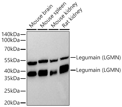 Western blot analysis of various lysates using Legumain (LGMN) Rabbit mAb at 1:1000 dilution incubated at room temperature for 1.5 hours.|Secondary antibody: HRP-conjugated Goat anti-Rabbit IgG (H+L) at 1:10000 dilution.|Lysates/proteins: 25 μg per lane.|Blocking buffer: 3% nonfat dry milk in TBST.|Detection: ECL Basic Kit.|Exposure time: 60s.