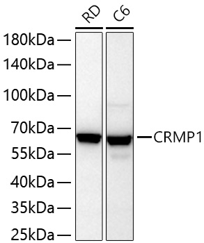 Western blot analysis of various lysates using CRMP1 Rabbit mAb at 1:1000 dilution incubated overnight at 4℃.|Secondary antibody: HRP-conjugated Goat anti-Rabbit IgG (H+L) at 1:10000 dilution.|Lysates/proteins: 25 μg per lane.|Blocking buffer: 3% nonfat dry milk in TBST.|Detection: ECL Basic Kit.|Exposure time: 20 s.