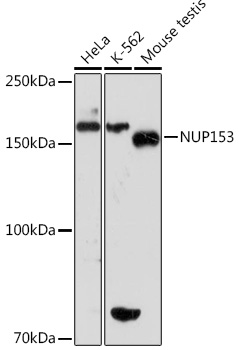 Western blot analysis of various lysates using NUP153 Rabbit mAb at 1:1000 dilution.|Secondary antibody: HRP-conjugated Goat anti-Rabbit IgG (H+L) at 1:10000 dilution.|Lysates/proteins: 25μg per lane.|Blocking buffer: 3% nonfat dry milk in TBST.|Detection: ECL Basic Kit.|Exposure time: 30s.