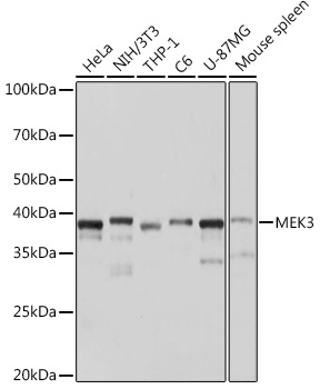 Western blot analysis of various lysates using MEK3 Rabbit mAb at 1:1000 dilution.|Secondary antibody: HRP-conjugated Goat anti-Rabbit IgG (H+L) at 1:10000 dilution.|Lysates/proteins: 25μg per lane.|Blocking buffer: 3% nonfat dry milk in TBST.|Detection: ECL Basic Kit.|Exposure time: 1s.