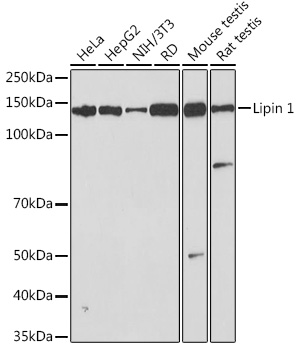 Western blot analysis of various lysates using Lipin 1 Rabbit mAb at 1:1000 dilution.|Secondary antibody: HRP-conjugated Goat anti-Rabbit IgG (H+L) at 1:10000 dilution.|Lysates/proteins: 25μg per lane.|Blocking buffer: 3% nonfat dry milk in TBST.|Detection: ECL Basic Kit.|Exposure time: 90s.