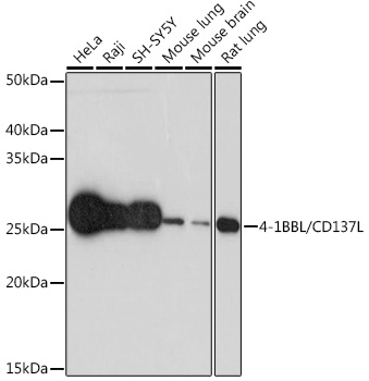 Western blot analysis of various lysates using 4-1BBL/CD137L Rabbit mAb at 1:1000 dilution.|Secondary antibody: HRP-conjugated Goat anti-Rabbit IgG (H+L) at 1:10000 dilution.|Lysates/proteins: 25μg per lane.|Blocking buffer: 3% nonfat dry milk in TBST.|Detection: ECL Basic Kit.|Exposure time: 30s.