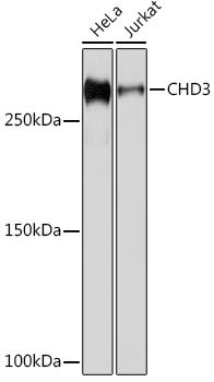 Western blot analysis of various lysates using CHD3 Rabbit mAb at 1:1000 dilution.|Secondary antibody: HRP-conjugated Goat anti-Rabbit IgG (H+L) at 1:10000 dilution.|Lysates/proteins: 25μg per lane.|Blocking buffer: 3% nonfat dry milk in TBST.|Detection: ECL Basic Kit.|Exposure time: 1s.