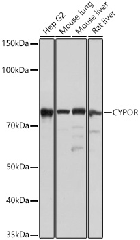 Western blot analysis of various lysates using CYPOR Rabbit mAb at 1:1000 dilution incubated overnight at 4℃.|Secondary antibody: HRP-conjugated Goat anti-Rabbit IgG (H+L) at 1:10000 dilution.|Lysates/proteins: 25 μg per lane.|Blocking buffer: 3% nonfat dry milk in TBST.|Detection: ECL Basic Kit.|Exposure time: 1 s.