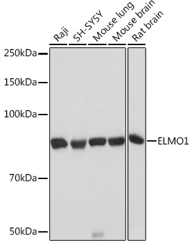 Western blot analysis of various lysates using ELMO1 Rabbit mAb at 1:1000 dilution.|Secondary antibody: HRP-conjugated Goat anti-Rabbit IgG (H+L) at 1:10000 dilution.|Lysates/proteins: 25μg per lane.|Blocking buffer: 3% nonfat dry milk in TBST.|Detection: ECL Basic Kit.|Exposure time: 3s.