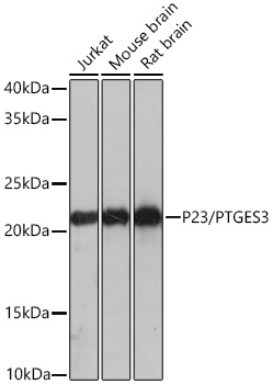 Western blot analysis of various lysates using P23/PTGES3 Rabbit mAb at 1:1000 dilution incubated overnight at 4℃.|Secondary antibody: HRP-conjugated Goat anti-Rabbit IgG (H+L) at 1:10000 dilution.|Lysates/proteins: 25 μg per lane.|Blocking buffer: 3% nonfat dry milk in TBST.|Detection: ECL Basic Kit.|Exposure time: 3 s.