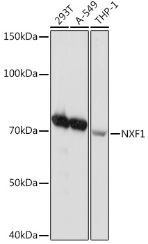 Western blot analysis of various lysates using NXF1 Rabbit mAb at 1:1000 dilution.|Secondary antibody: HRP-conjugated Goat anti-Rabbit IgG (H+L) at 1:10000 dilution.|Lysates/proteins: 25μg per lane.|Blocking buffer: 3% nonfat dry milk in TBST.|Detection: ECL Basic Kit.|Exposure time: 10s.
