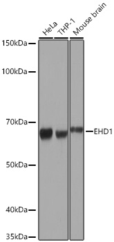 Western blot analysis of various lysates using EHD1 Rabbit mAb at 1:1000 dilution incubated overnight at 4℃.|Secondary antibody: HRP-conjugated Goat anti-Rabbit IgG (H+L) at 1:10000 dilution.|Lysates/proteins: 25 μg per lane.|Blocking buffer: 3% nonfat dry milk in TBST.|Detection: ECL Basic Kit.|Exposure time: 10s.