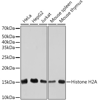 Western blot analysis of various lysates using Histone H2A Rabbit mAb at 1:1000 dilution.|Secondary antibody: HRP-conjugated Goat anti-Rabbit IgG (H+L) at 1:10000 dilution.|Lysates/proteins: 25μg per lane.|Blocking buffer: 3% nonfat dry milk in TBST.|Detection: ECL Basic Kit.|Exposure time: 10s.