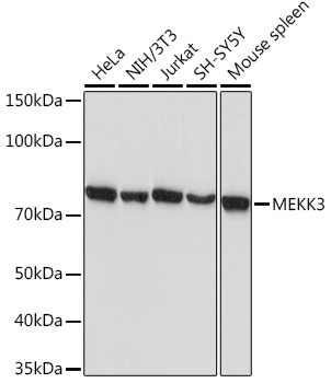 Western blot analysis of various lysates using MEKK3 Rabbit mAb at 1:1000 dilution.|Secondary antibody: HRP-conjugated Goat anti-Rabbit IgG (H+L) at 1:10000 dilution.|Lysates/proteins: 25μg per lane.|Blocking buffer: 3% nonfat dry milk in TBST.|Detection: ECL Basic Kit.|Exposure time: 10s.