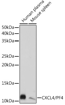 Western blot analysis of various lysates using CXCL4/PF4 Rabbit mAb at 1:1000 dilution.|Secondary antibody: HRP-conjugated Goat anti-Rabbit IgG (H+L) at 1:10000 dilution.|Lysates/proteins: 25μg per lane.|Blocking buffer: 3% nonfat dry milk in TBST.|Detection: ECL Basic Kit.|Exposure time: 30s.