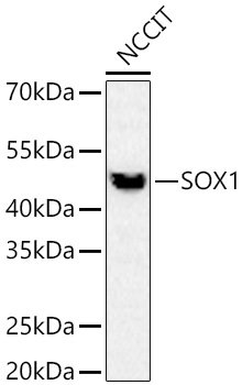 Western blot analysis of lysates from NCCIT cells using SOX1 Rabbit mAb at 1:1000 dilution incubated overnight at 4℃.|Secondary antibody: HRP-conjugated Goat anti-Rabbit IgG (H+L) at 1:10000 dilution.|Lysates/proteins: 25 μg per lane.|Blocking buffer: 3% nonfat dry milk in TBST.|Detection: ECL Basic Kit.|Exposure time: 90 s.