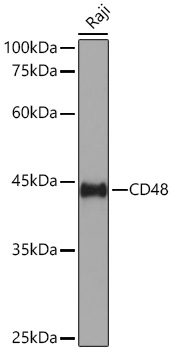 Western blot analysis of lysates from Raji cells using CD48 Rabbit mAb at 1:1000 dilution incubated overnight at 4℃.|Secondary antibody: HRP-conjugated Goat anti-Rabbit IgG (H+L) at 1:10000 dilution.|Lysates/proteins: 25 μg per lane.|Blocking buffer: 3% nonfat dry milk in TBST.|Detection: ECL Basic Kit.|Exposure time: 90s.