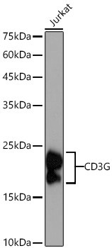 Western blot analysis of lysates from Jurkat cells using CD3G Rabbit mAb at 1:1000 dilution incubated overnight at 4℃.|Secondary antibody: HRP-conjugated Goat anti-Rabbit IgG (H+L) at 1:10000 dilution.|Lysates/proteins: 25 μg per lane.|Blocking buffer: 3% nonfat dry milk in TBST.|Detection: ECL Basic Kit.|Exposure time: 60 s.