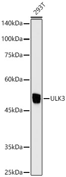 Western blot analysis of lysates from 293T cells using ULK3 Rabbit mAb at 1:1000 dilution.|Secondary antibody: HRP-conjugated Goat anti-Rabbit IgG (H+L) at 1:10000 dilution.|Lysates/proteins: 25μg per lane.|Blocking buffer: 3% nonfat dry milk in TBST.|Detection: ECL Enhanced Kit.|Exposure time: 10s.
