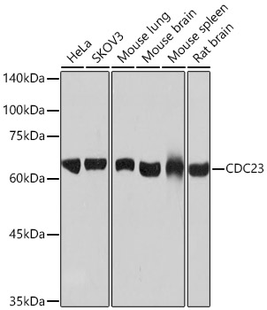 Western blot analysis of various lysates using CDC23 Rabbit mAb at 1:1000 dilution.|Secondary antibody: HRP-conjugated Goat anti-Rabbit IgG (H+L) at 1:10000 dilution.|Lysates/proteins: 25μg per lane.|Blocking buffer: 3% nonfat dry milk in TBST.|Detection: ECL Basic Kit.|Exposure time: 30s.