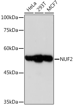 Western blot analysis of various lysates using NUF2 Rabbit mAb at 1:1000 dilution.|Secondary antibody: HRP-conjugated Goat anti-Rabbit IgG (H+L) at 1:10000 dilution.|Lysates/proteins: 25μg per lane.|Blocking buffer: 3% nonfat dry milk in TBST.|Detection: ECL Enhanced Kit.|Exposure time: 180s.