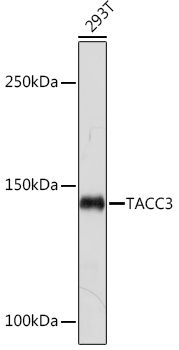 Western blot analysis of lysates from 293T cells, using TACC3 Rabbit mAb at 1:1000 dilution.|Secondary antibody: HRP-conjugated Goat anti-Rabbit IgG (H+L) at 1:10000 dilution.|Lysates/proteins: 25μg per lane.|Blocking buffer: 3% nonfat dry milk in TBST.|Detection: ECL Basic Kit.|Exposure time: 30s.